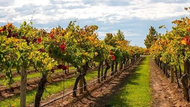 Vineyard with rows of grapevines and colorful leaves under a partly cloudy sky.