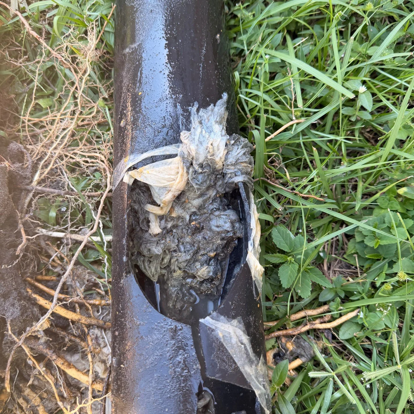🚨 ROOT INTRUSION ALERT! 🚨

We recently cleared and repaired a blocked sewage pipe invaded by tree roots 🌳

Over time, roots naturally seek out moisture and can grow right into your pipes, causing MAJOR blockages and even DAMAGE...

WHAT ARE SOME S
