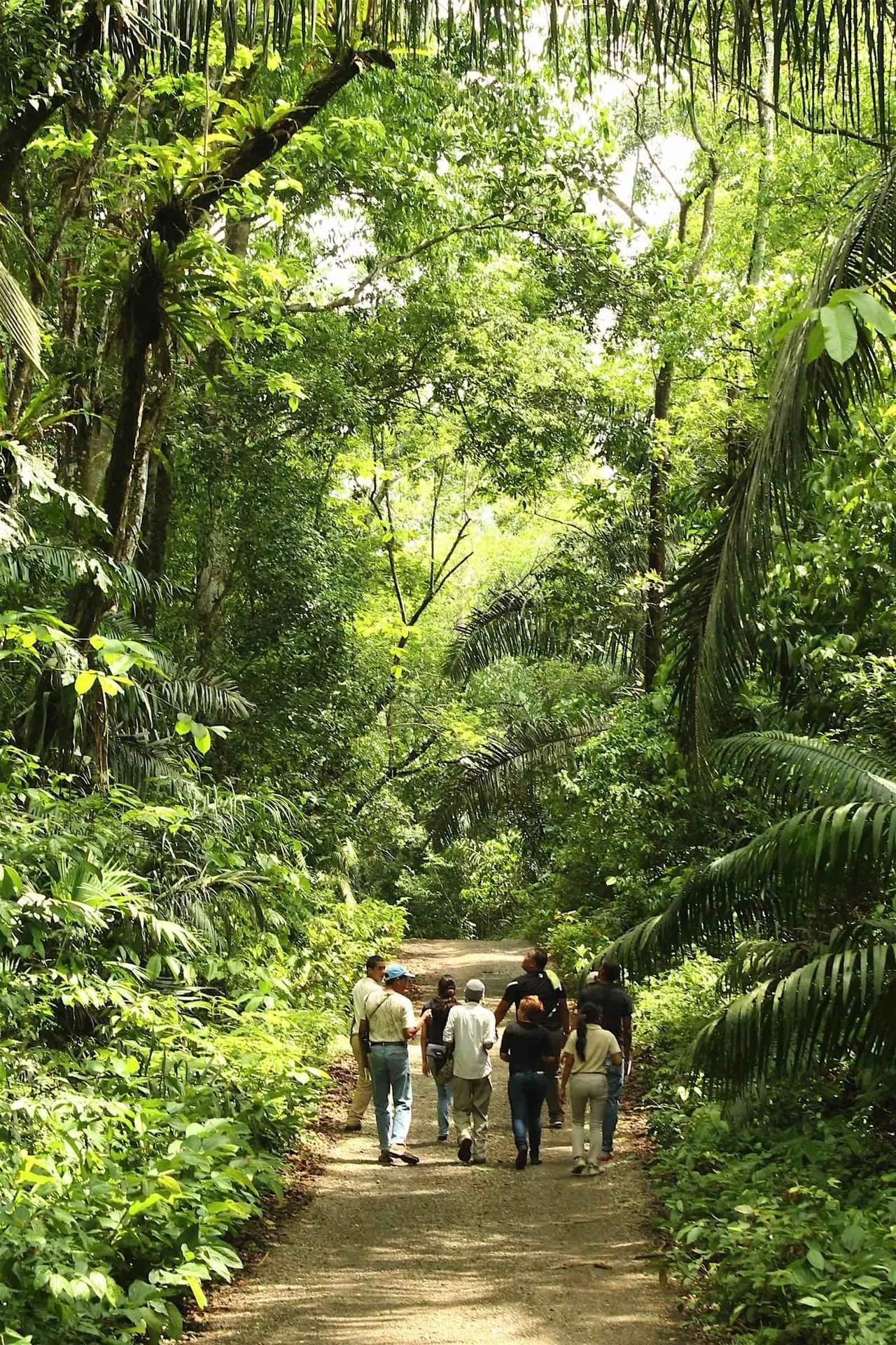 Grupo de personas caminando por un sendero en la selva con árboles verdes y frondosos a ambos lados.