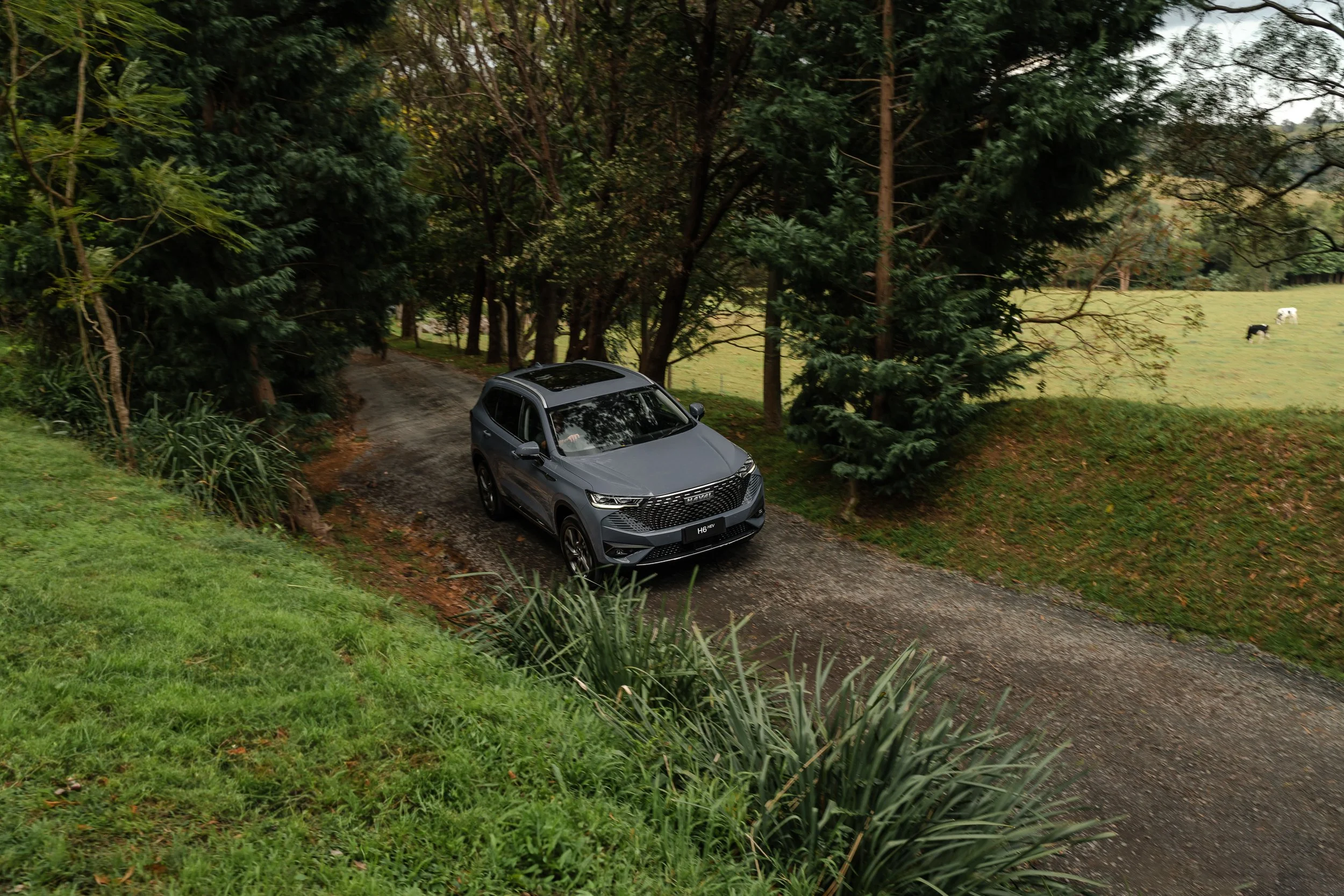 A gray SUV parked on a dirt road surrounded by tall green trees and grass, with a field and grazing cows in the background.