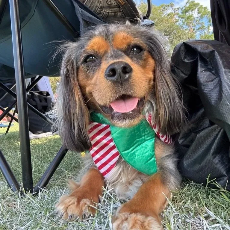 A dog with long ears and brown fur, wearing a red and white striped bandana with a green bandana, lying on the grass under a chair, with trees and a blue sky in the background.