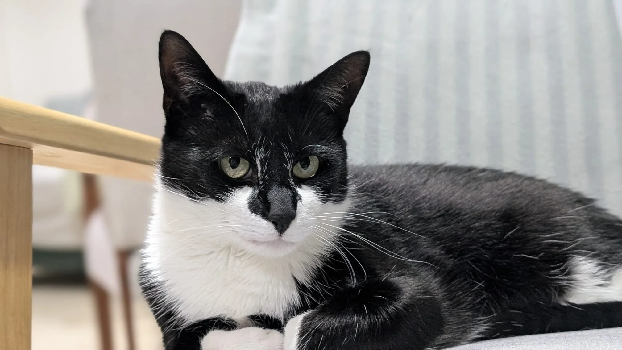 A black and white cat lying on the floor with a focused expression, background blurred with a wooden table and light-colored curtain.