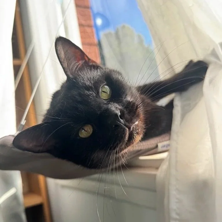 Black cat lying on a windowsill with curtains, looking at the camera with green eyes.
