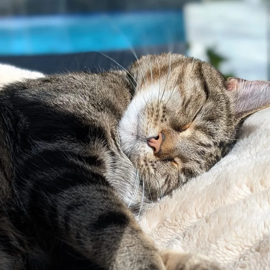 Two cats cuddling and sleeping together, one tabby and one black and gray, on a soft blanket.