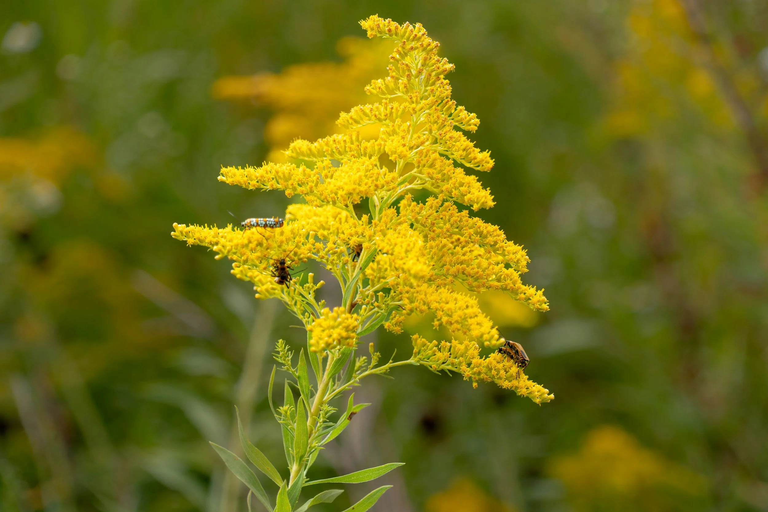 Meadowlarks, Cottonwoods, Honey Bees, Oh My!