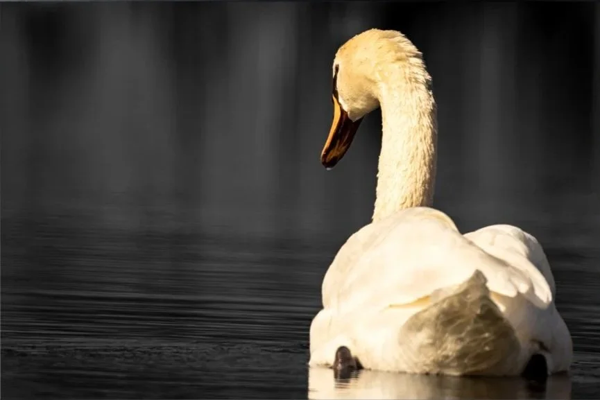 A white swan swimming in dark water with a black background.