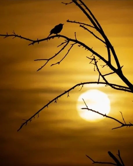 A bird perched on a leafless tree branch against a yellowish sunset or sunrise sky.