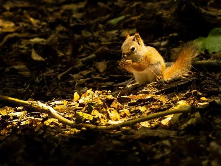 A squirrel on a forest floor with leaves, holding food.