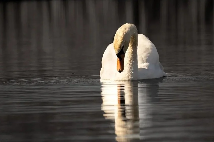 A white swan swimming on calm water with a reflection visible.