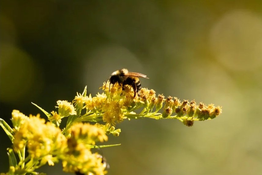 A bee collecting nectar from yellow flowers on a sunny day.