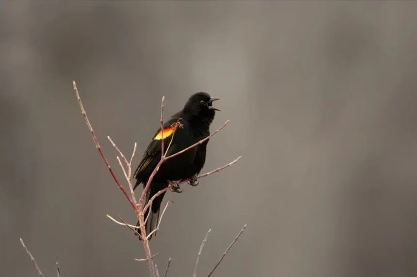 A black bird with orange and yellow markings on its wings perched on a thin, leafless branch, singing with its beak open.