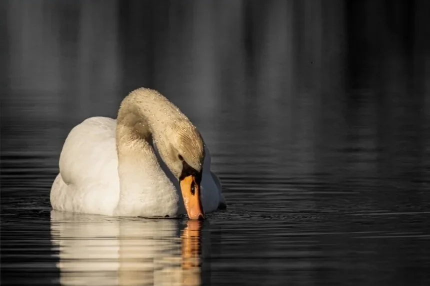 A swan swimming in calm water with its head bowed down.