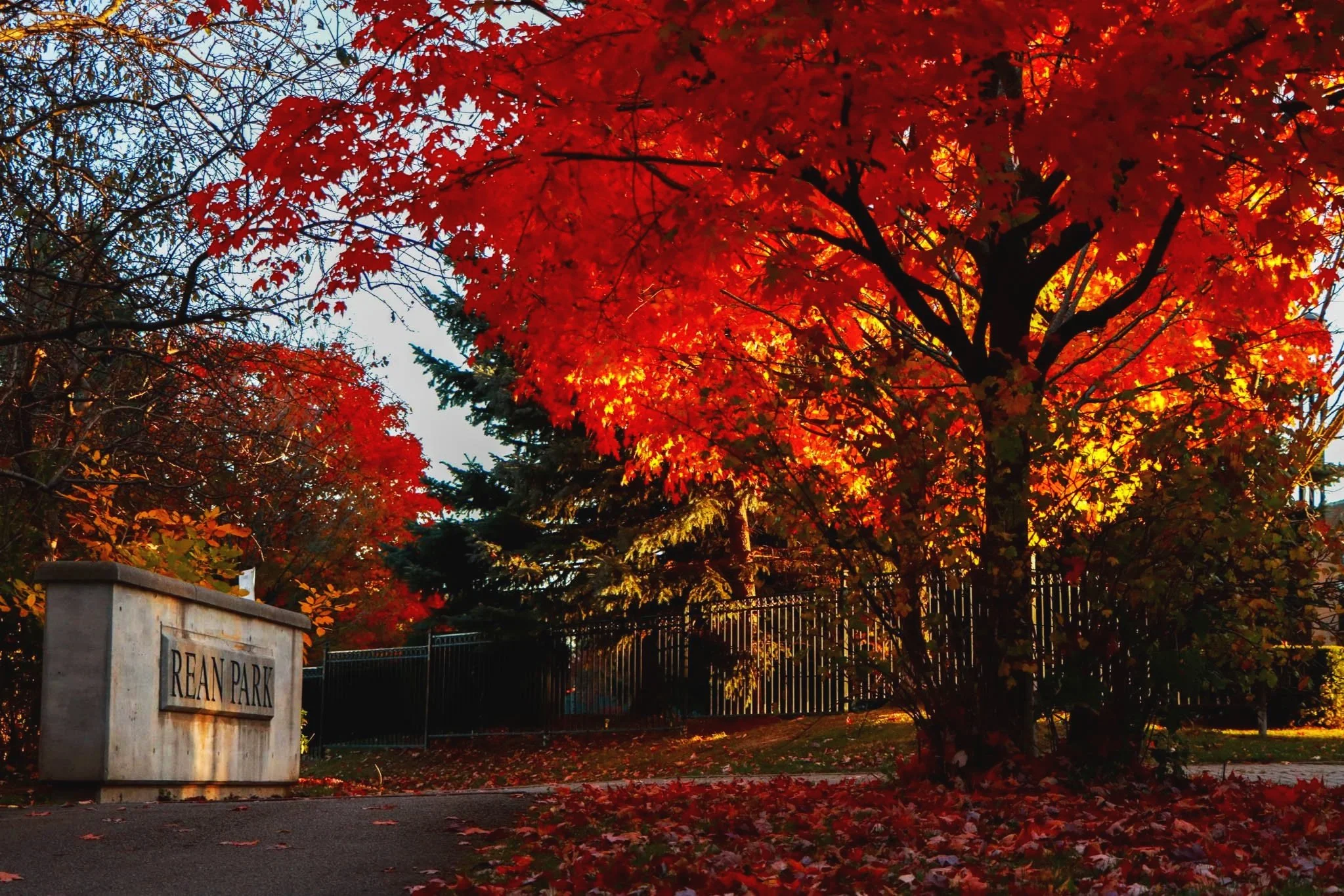 A large tree with vibrant red and orange autumn leaves planting over a black wrought iron fence. A stone marker with the words 'DEAN PARK' is visible in the foreground. The sky is clear, and some fallen leaves are scattered on the ground.