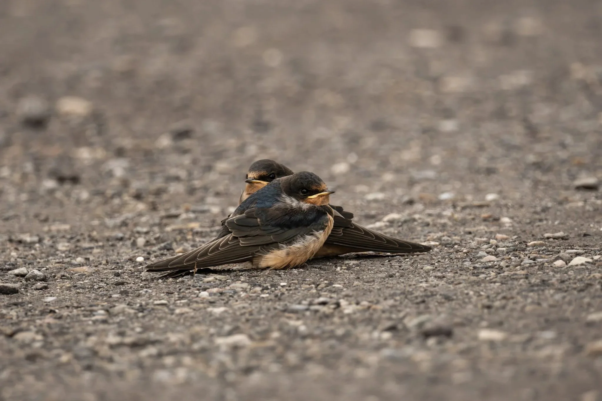 Two small birds, likely fledglings, sitting on a gravel surface with one bird leaning on the other in a relaxed posture.
