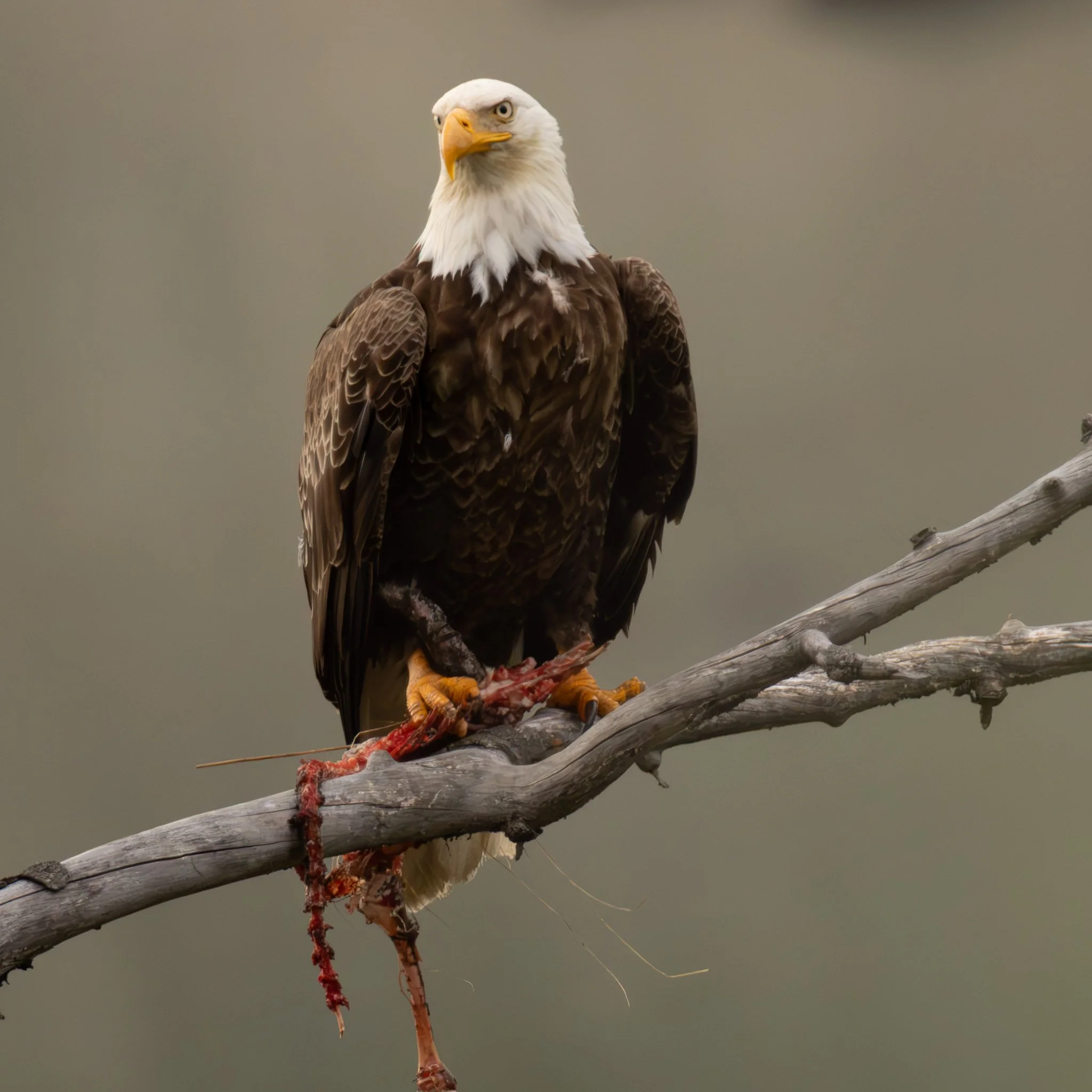A bald eagle perched on a weathered gray tree branch holding a small animal in its talons.