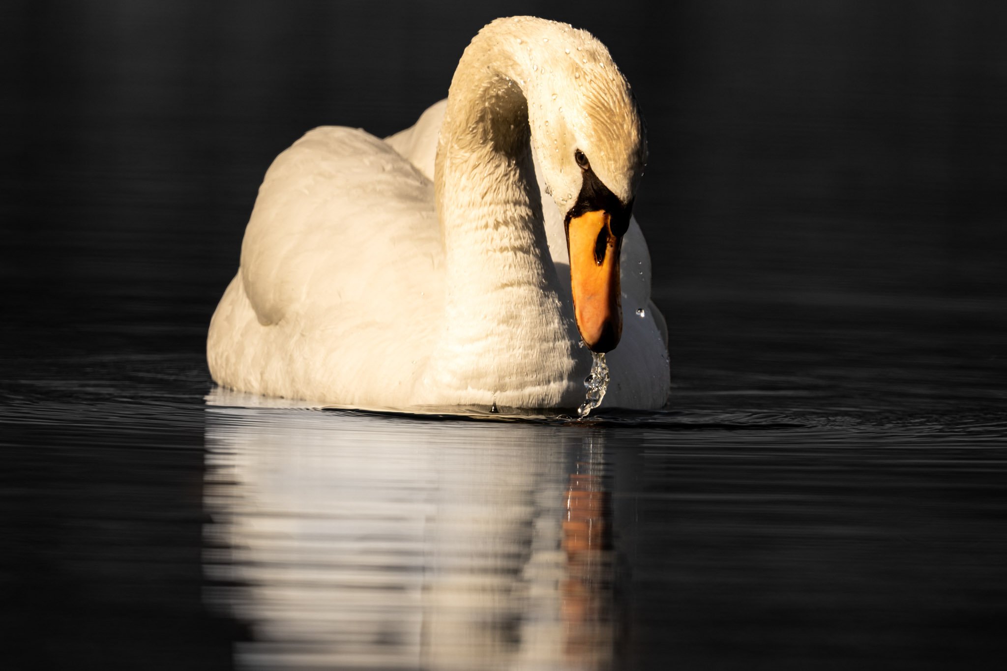 A white swan swimming in dark water with water droplets on its feathers and a reflection visible below.