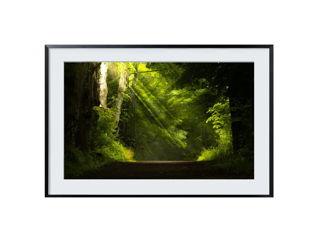 Foggy Forest Photo Print: Golden Sunset Nature Wall Art (Digital Download)