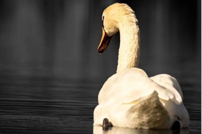 A white swan swimming in water with a dark background.