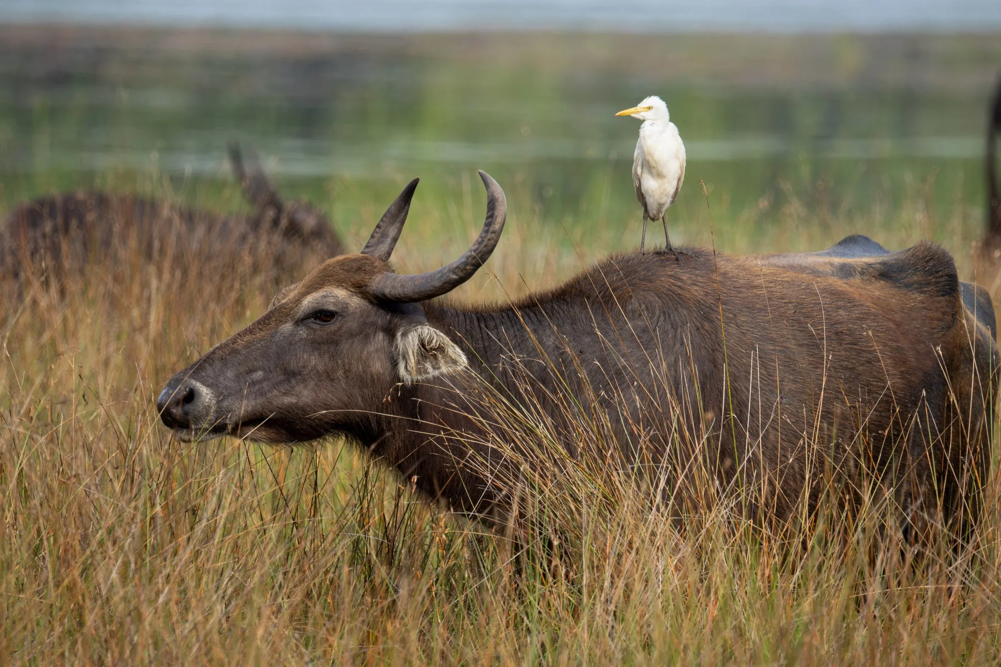 A wildebeest lying in tall grass with a white bird perched on its back in a grassy landscape.