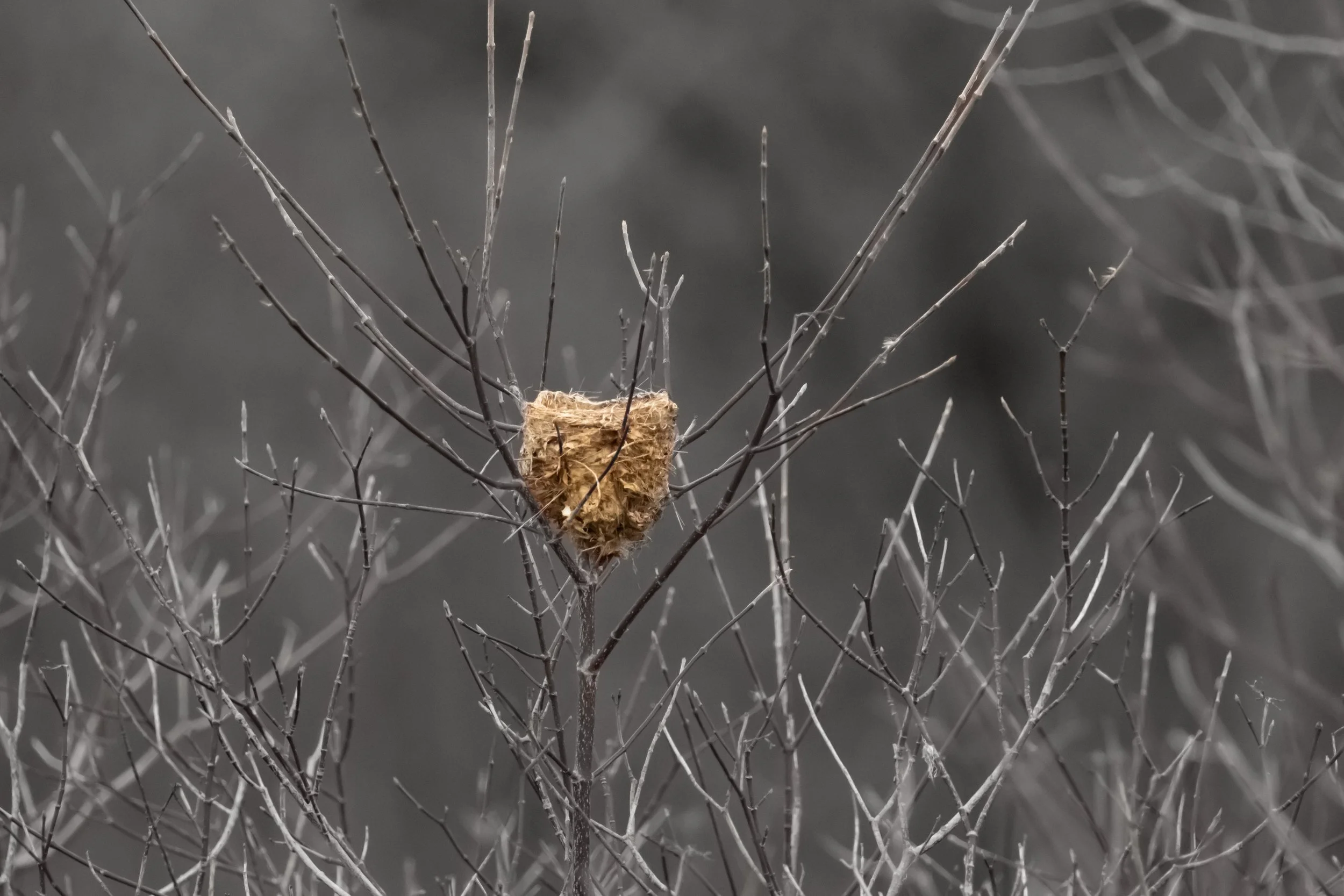 A bird's nest positioned in the center of leafless, thin, gray branches with a plain dark background.