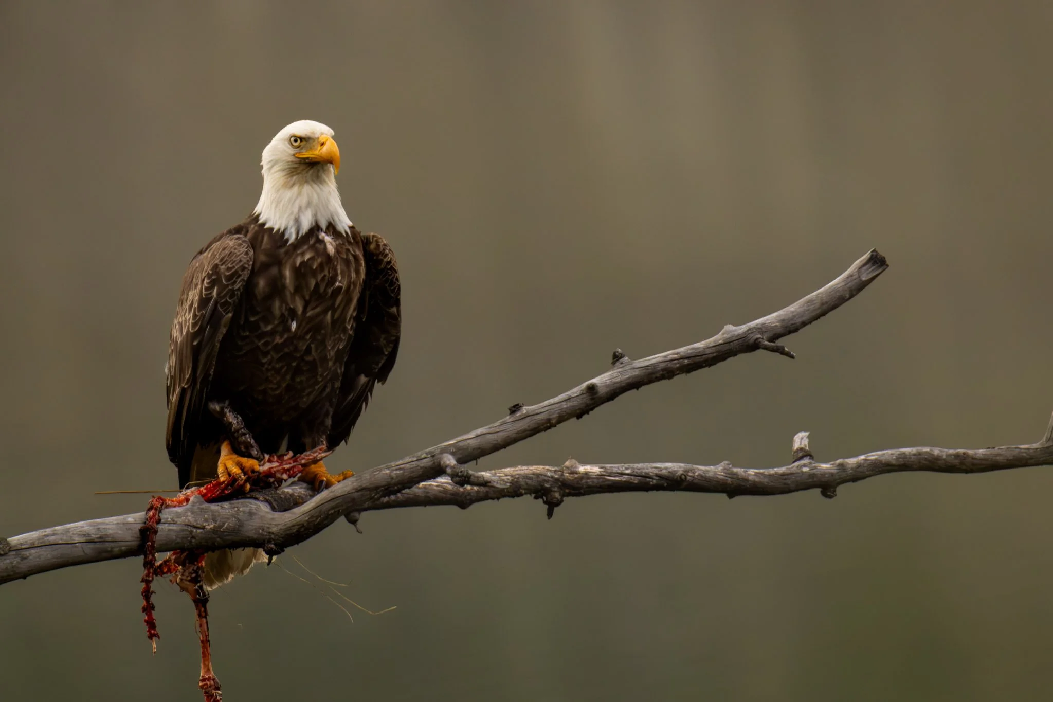 A bald eagle perched on a leafless tree branch, looking to the left.