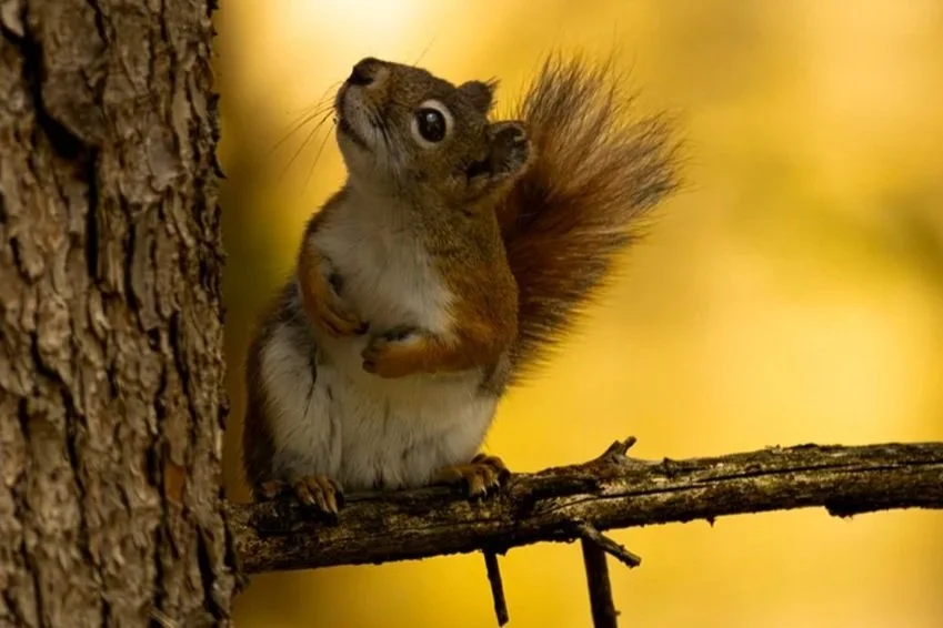 A squirrel with the body of a squirrel but the face of a squirrel shows a mix of animal features, standing on a tree branch near the trunk.