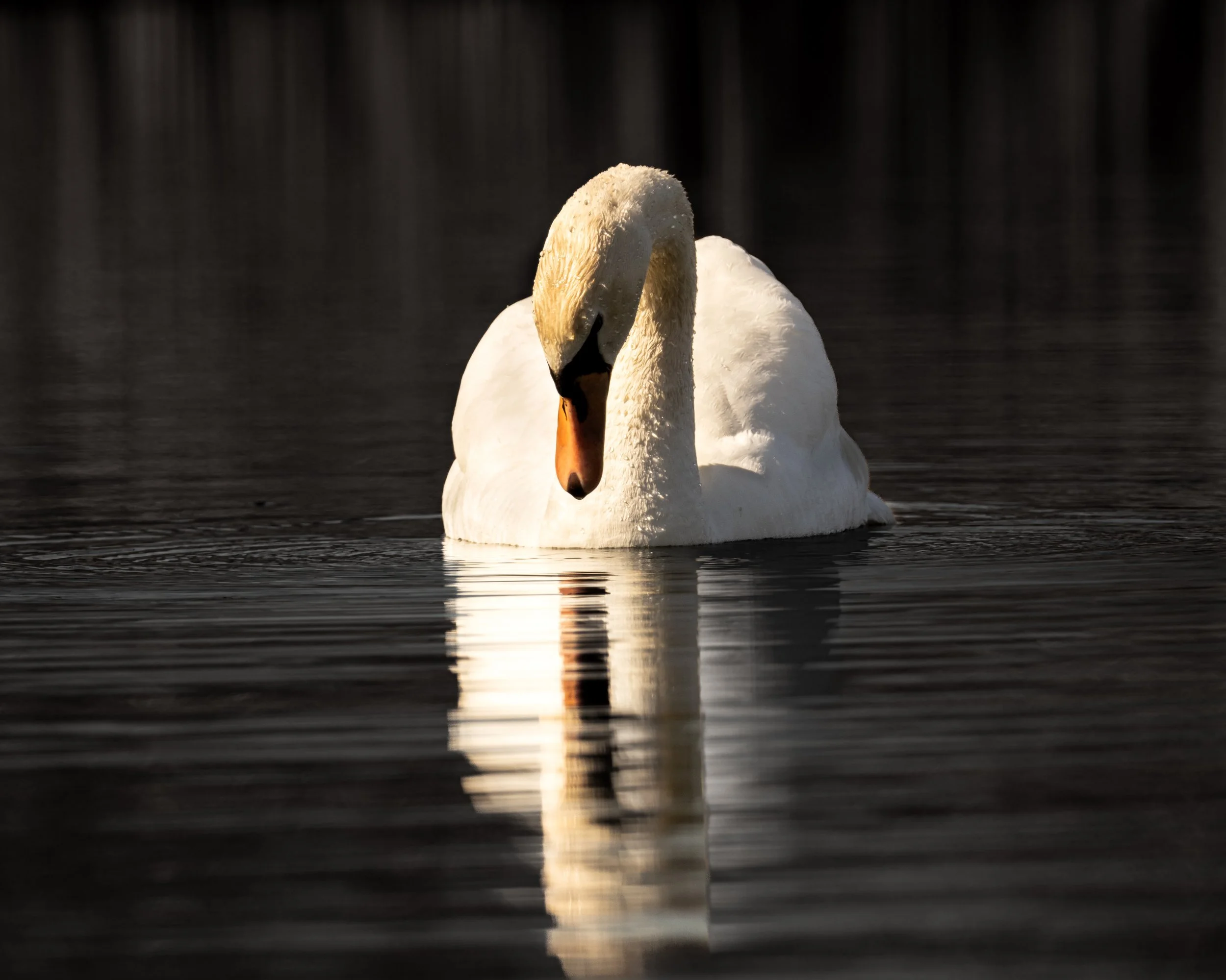 Swan | Dark Art Photos Gallery