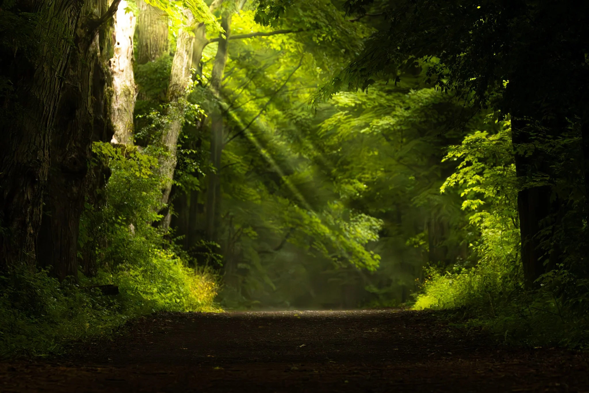 A forest scene with tall trees and lush green foliage, sunlight filtering through the leaves, creating a peaceful atmosphere. A dirt path runs through the forest.