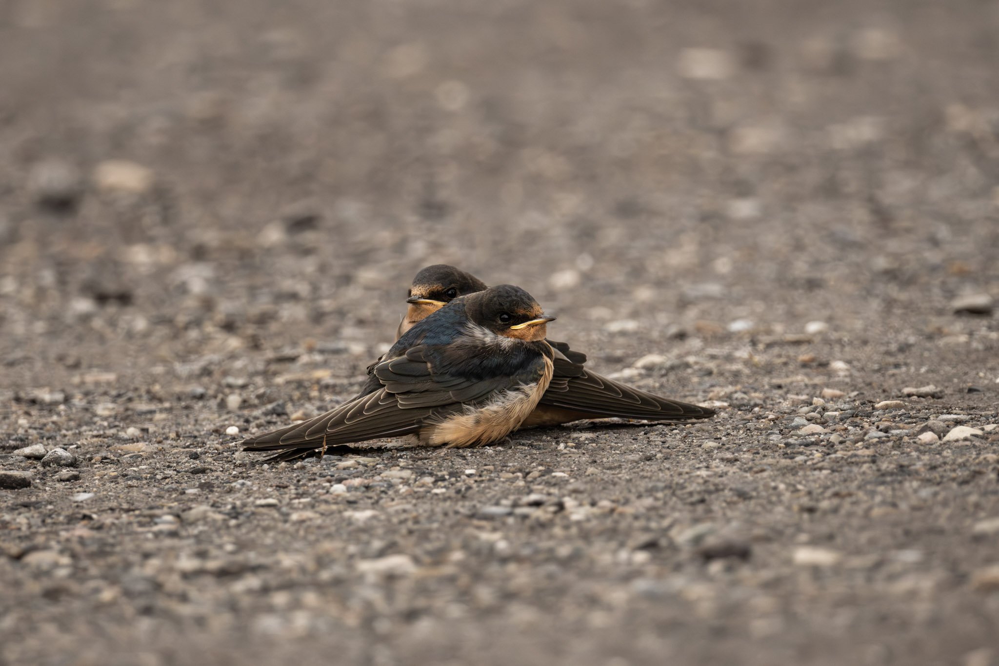 Two birds sitting on a gravel surface, one slightly behind the other, with a blurred background.