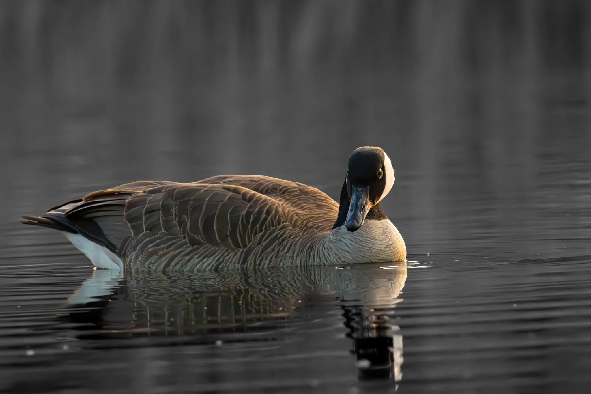 A close-up of a goose swimming on calm water, with its head turned slightly to the side and golden sunlight illuminating its feathers.