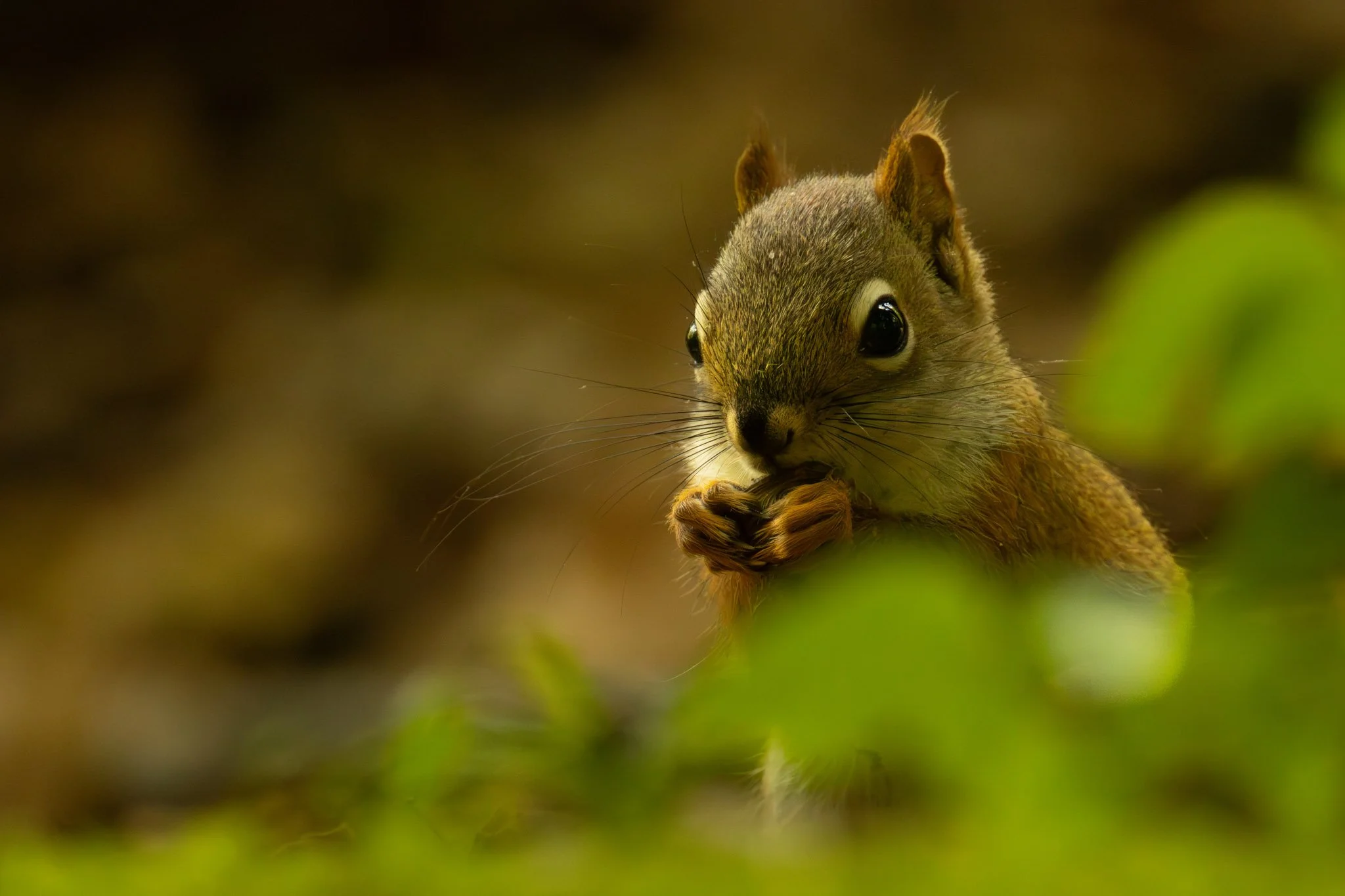 Close-up of a squirrel with big black eyes and brown fur, sitting among green foliage.