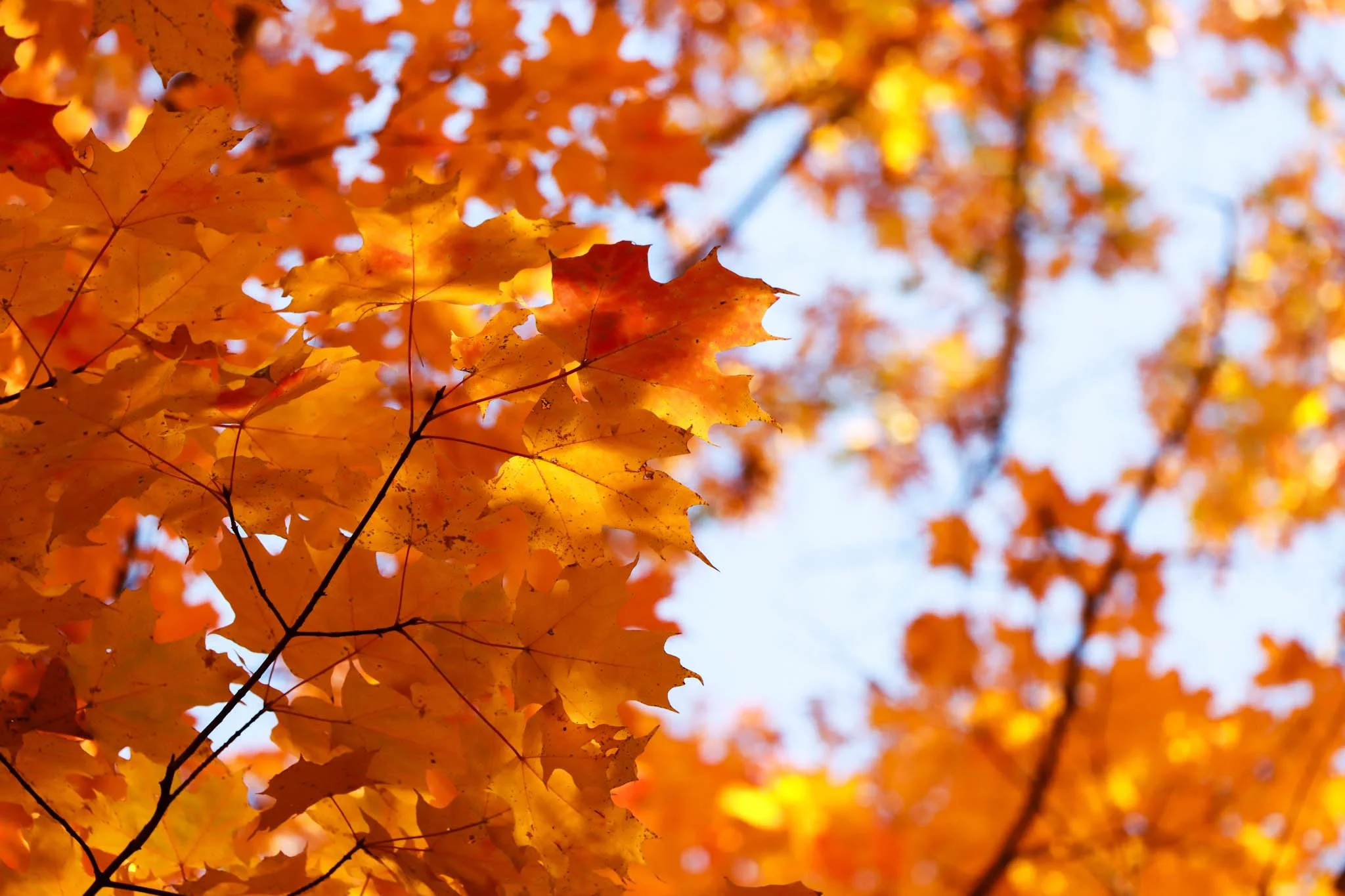 Close-up view of orange and yellow autumn leaves on tree branches with a blurred blue sky background.