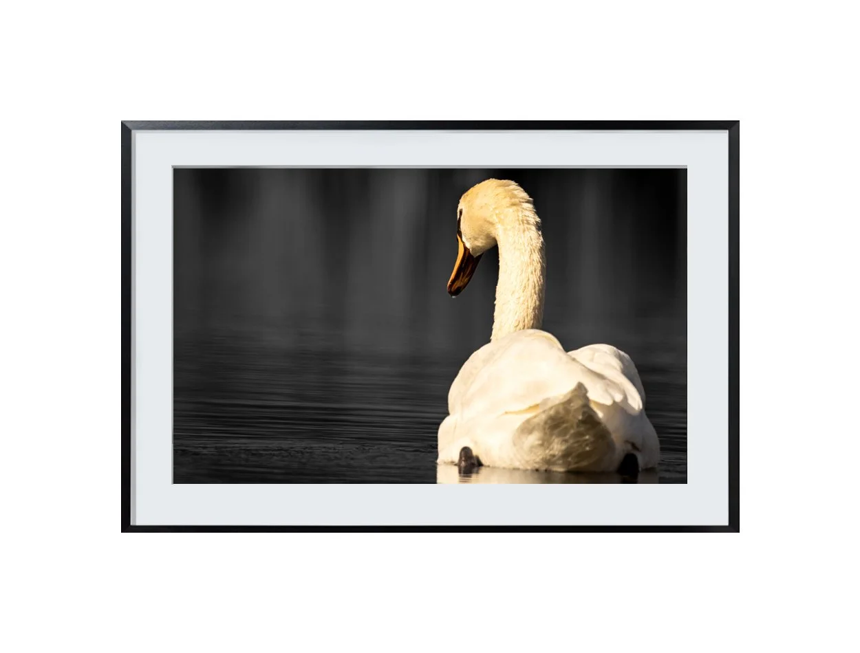 Swan Fine Art Photo Print:  Wildlife Wall Art Digital Download