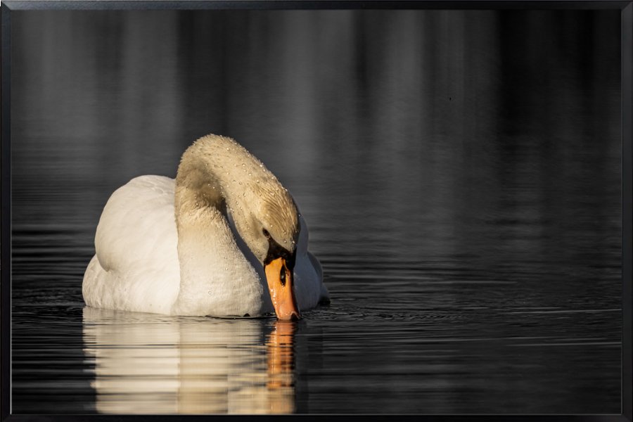 Mute Swan Reflection Photo: Wildlife Wall Art