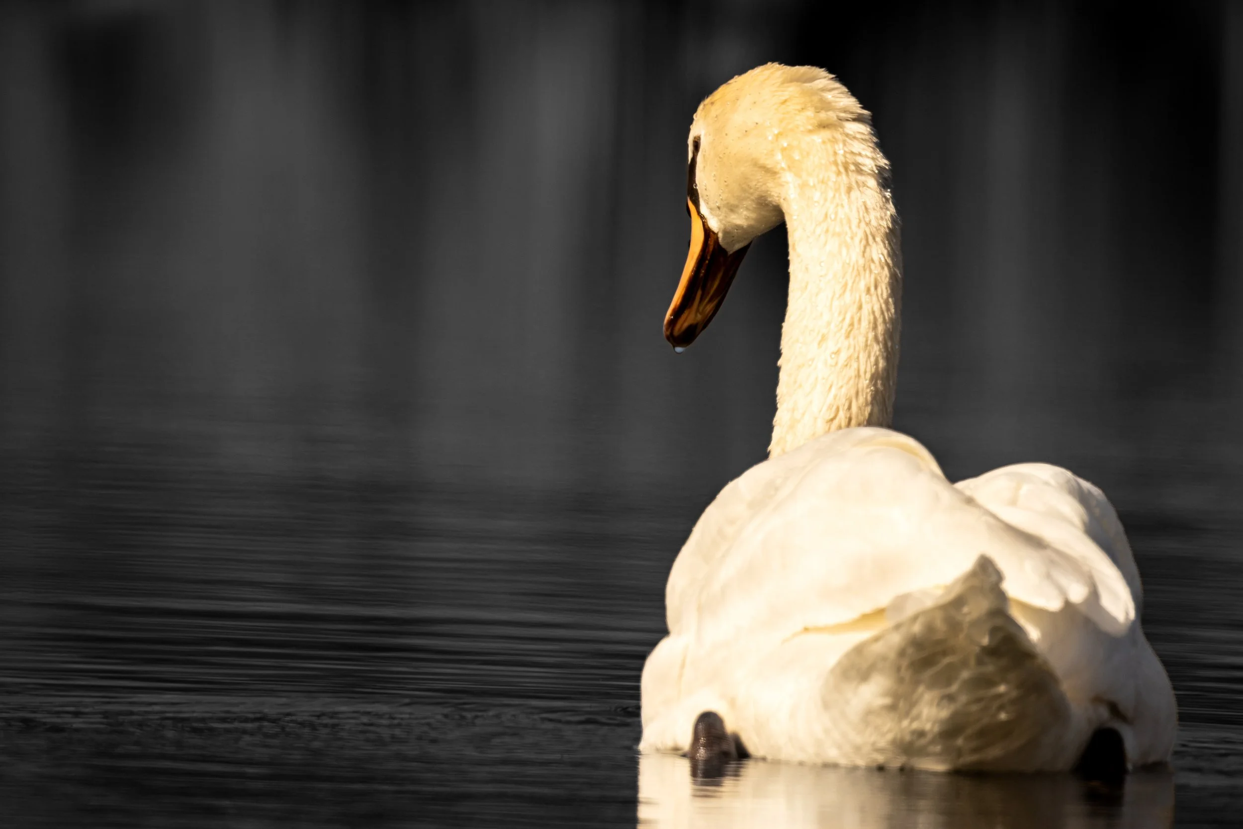 Swan Digital Downloads & Fine Art Prints