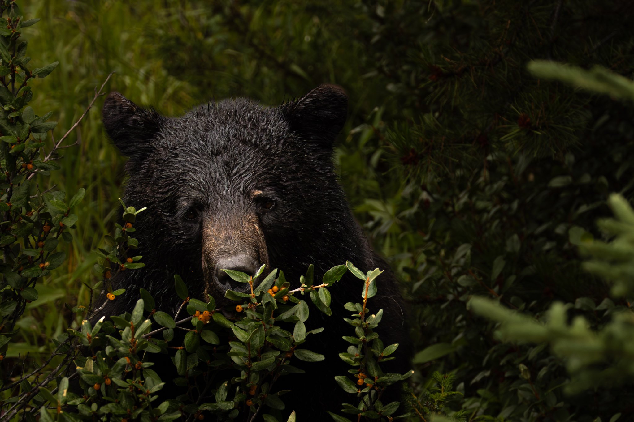 A bear with wet fur peeking through dense green foliage with small orange berries.