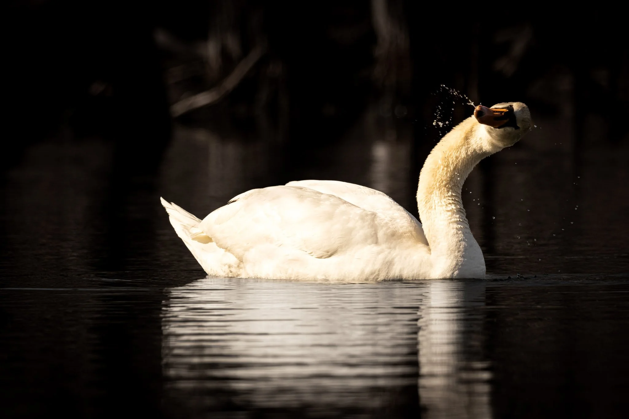 A white swan swimming in water with a dark background.