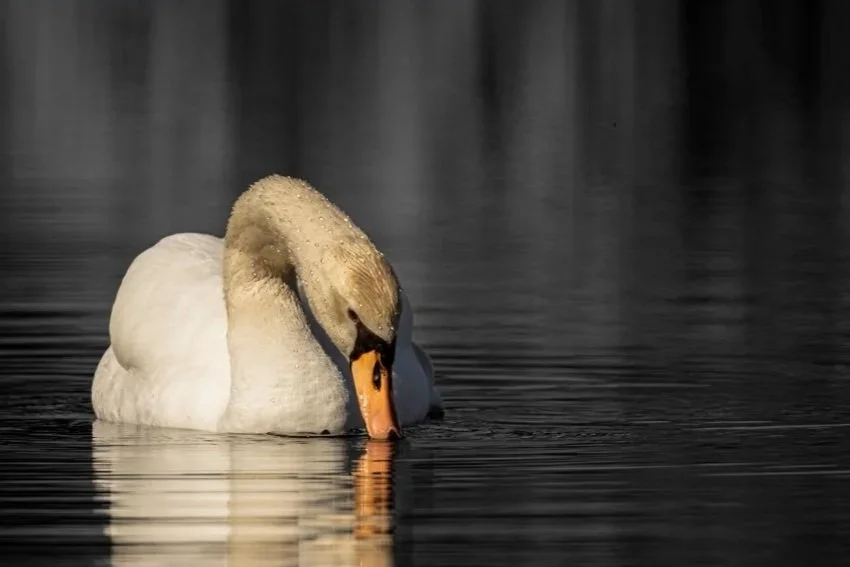 A white swan with its head bent down on a calm body of water