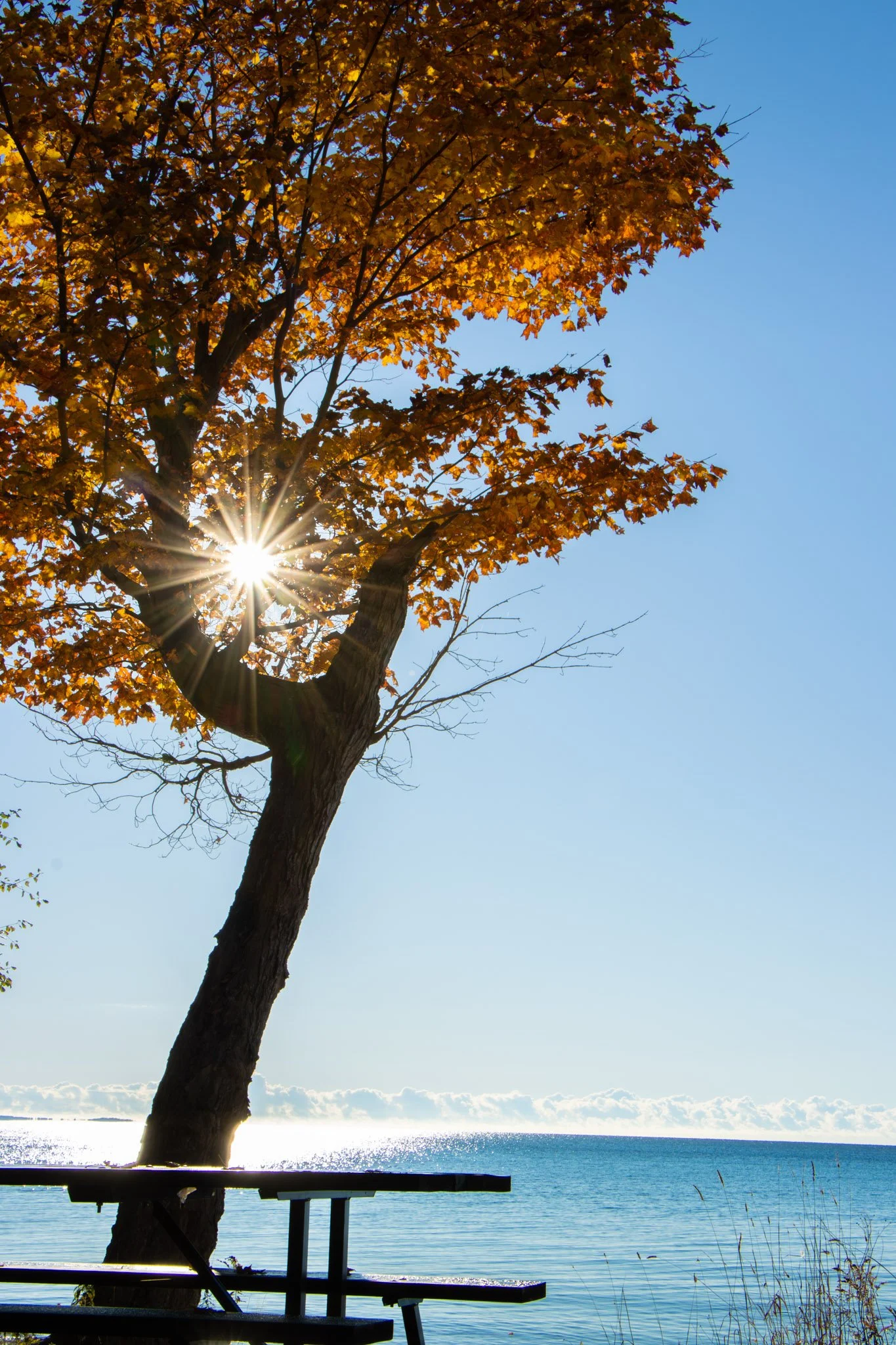 A large tree with yellow and orange leaves is near a body of water, with the sun shining through its branches. There is a wooden picnic table and bench in the foreground with a railing, and the water extends to the horizon under a clear blue sky.