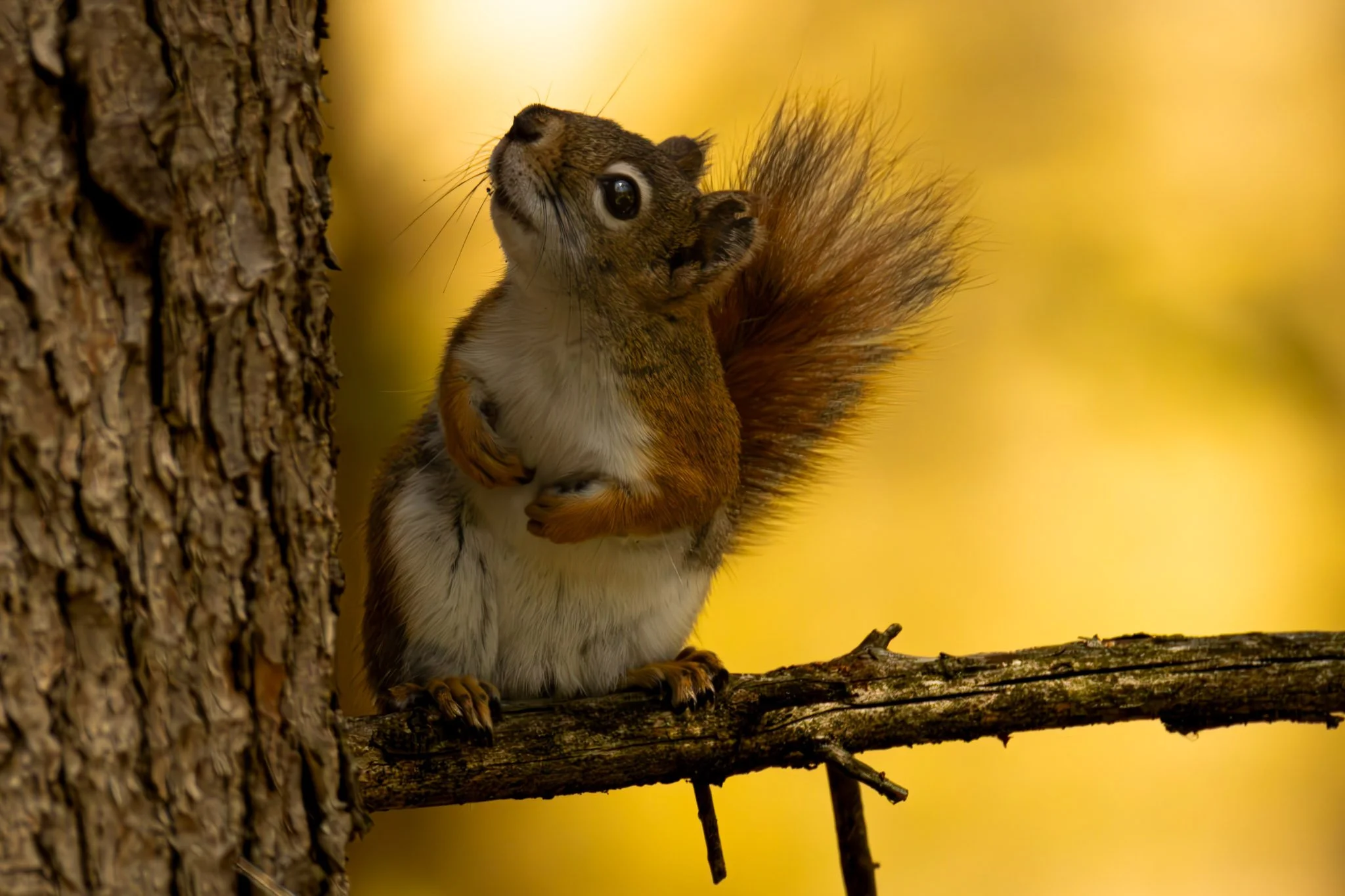 Close-up of a squirrel climbing a tree trunk with a blurred yellow background.