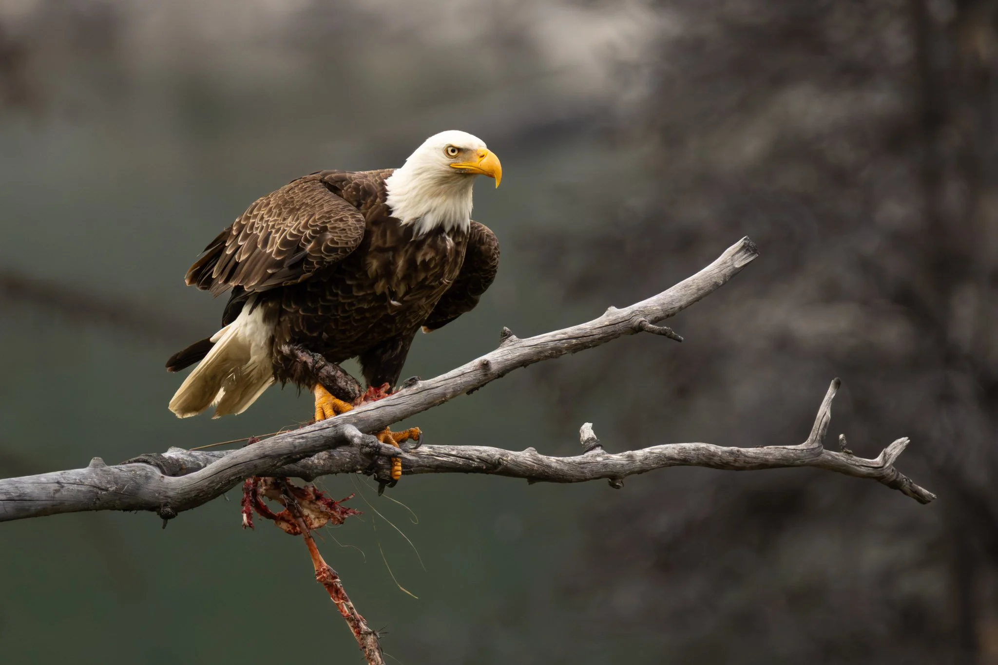 A bald eagle perched on a tree branch holding a prey in its talons.
