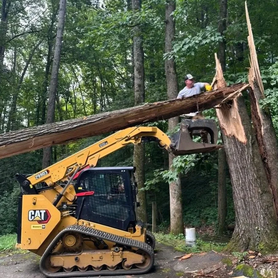 A person operating a CAT skid-steer loader with a boom arm, cutting down a large tree in a forested area. The tree is falling, and the person is standing on top of it, wearing a helmet and gloves.