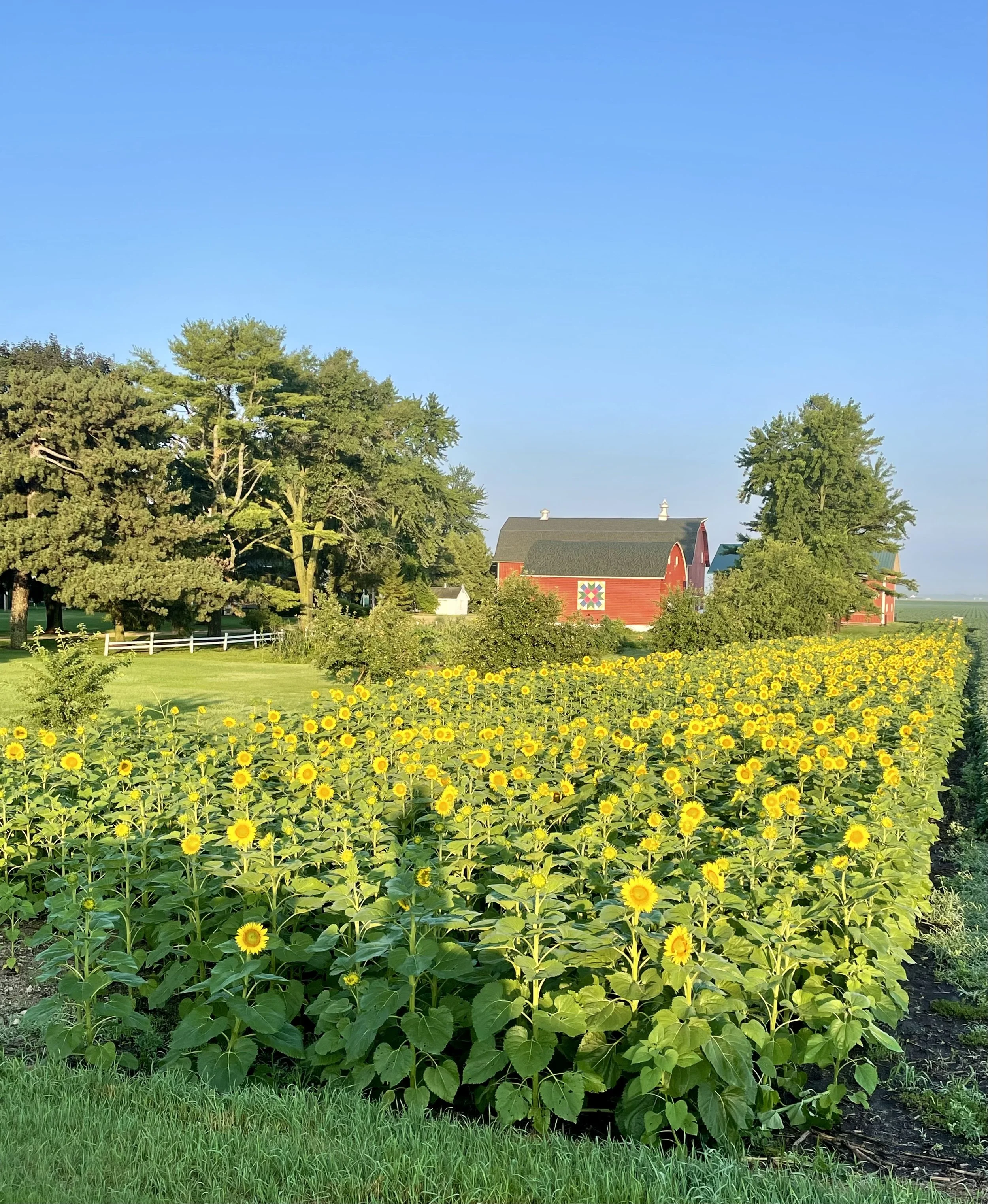 A large field of blooming sunflowers with a farm house and barn in the background, surrounded by trees under a clear blue sky.