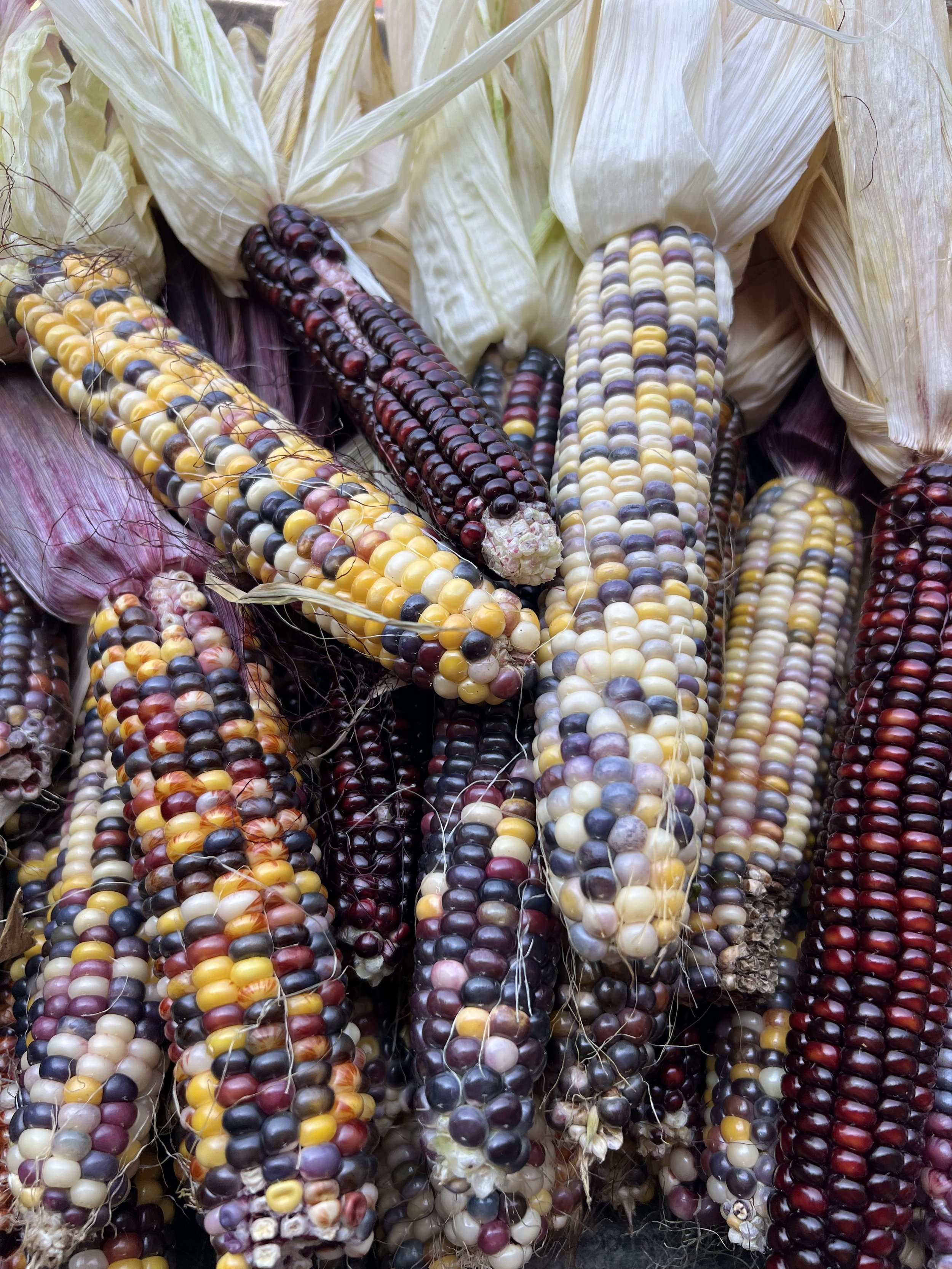Close-up of multicolored corn cobs with husks partially peeled back.