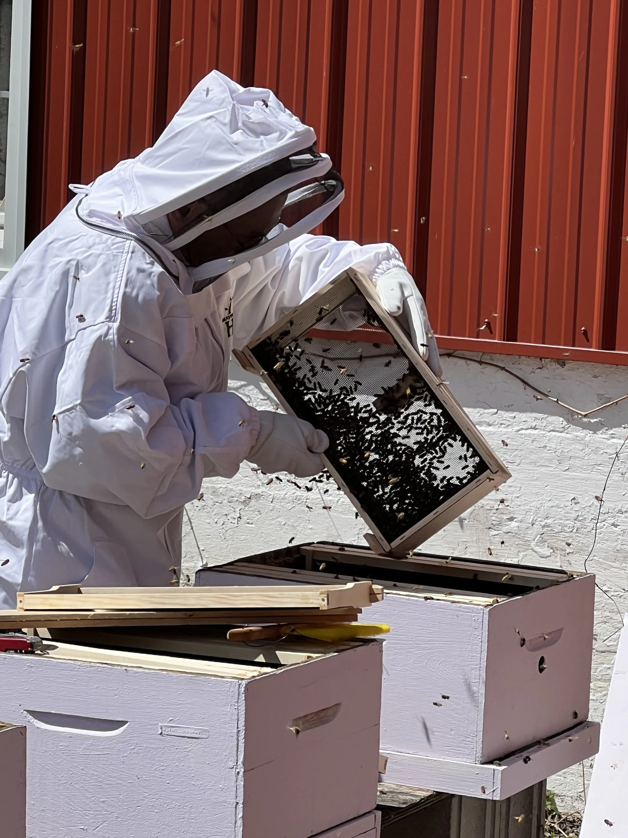Person in a white protective suit and veil inspecting beehives, with bees flying around, in front of a red wooden wall.