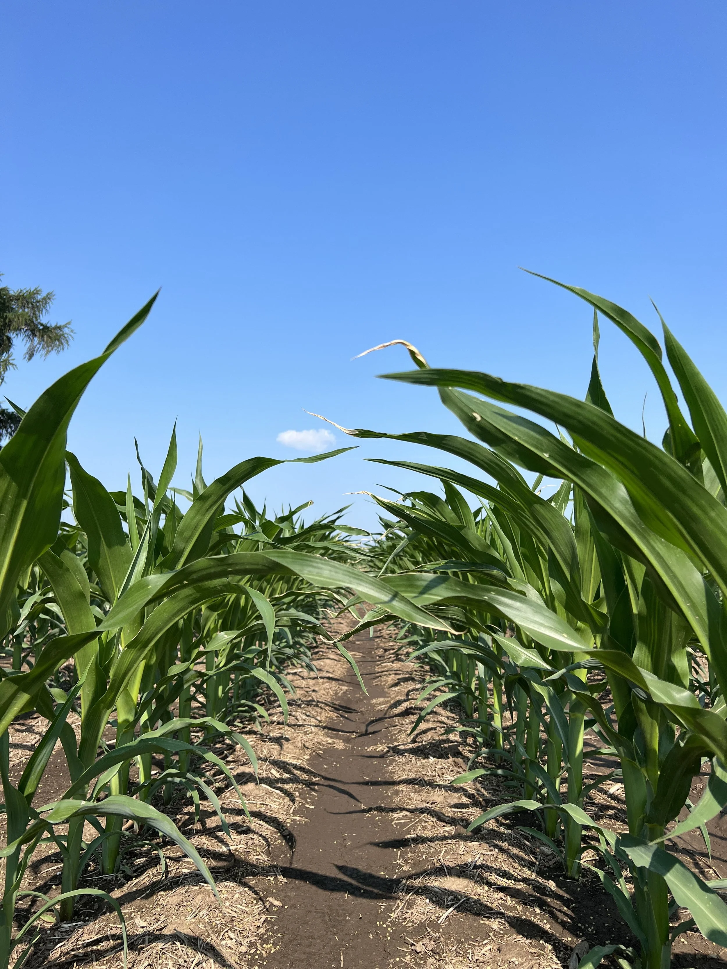 A row of green corn plants growing in a field with a dirt path in between, under a clear blue sky.