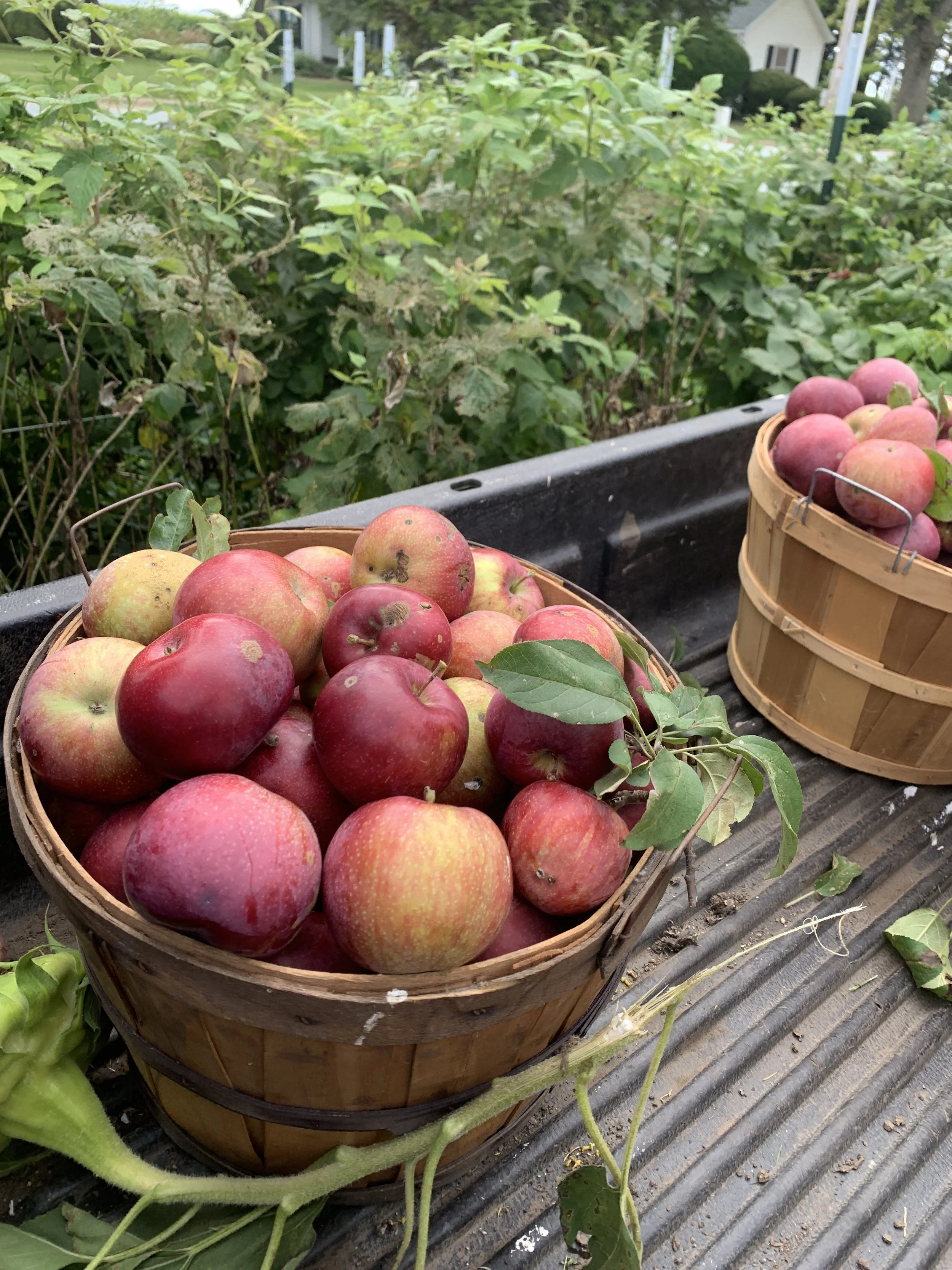Basket of freshly picked apples resting on a garden bench with green foliage and trees in the background.