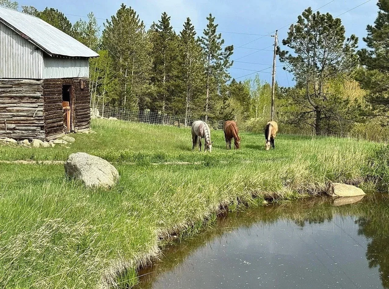 Horses grazing in a peaceful mountain setting at a trauma healing and EMDR intensive retreat in Colorado