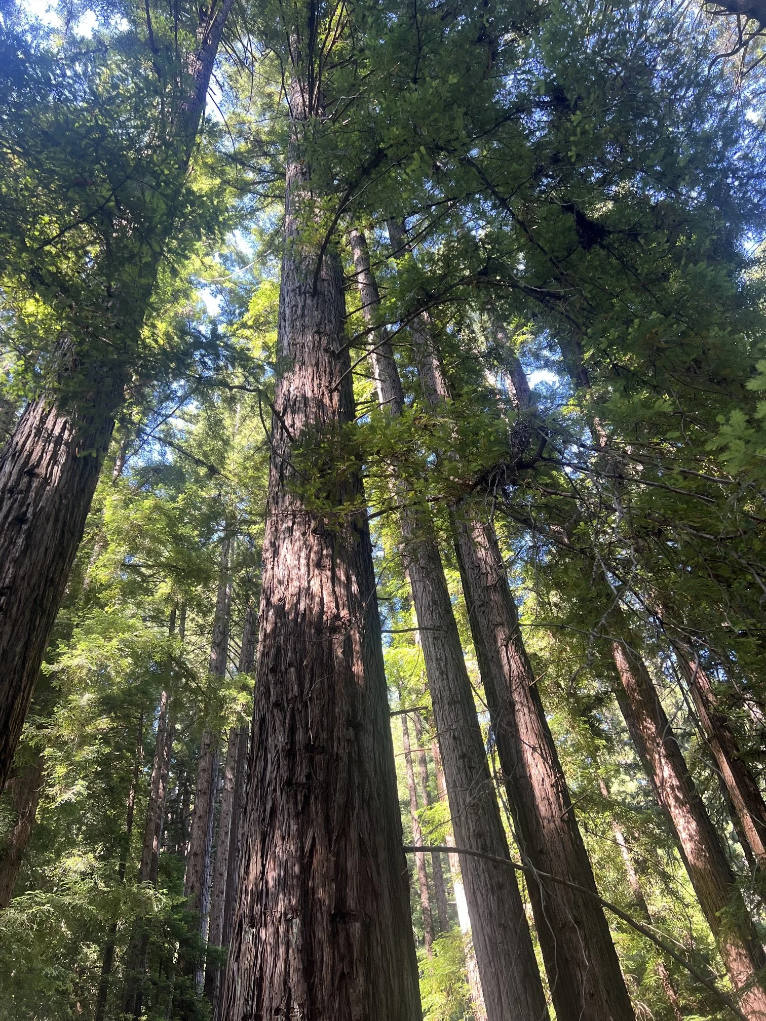 Upward view of towering redwood trees with textured trunks and a dense green canopy illuminated by filtered daylight.