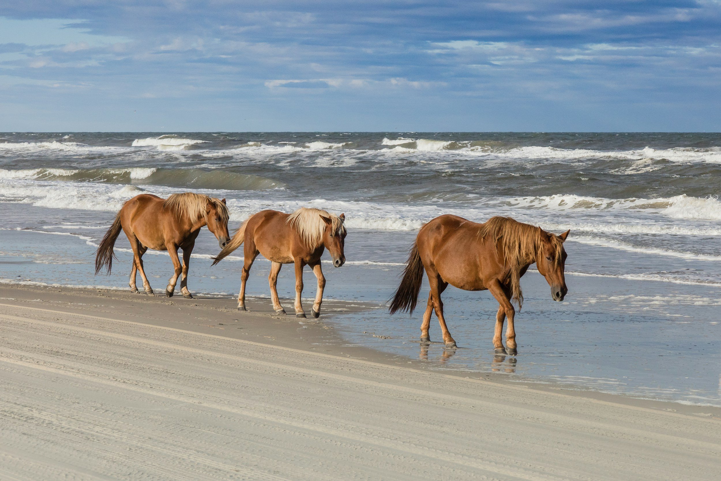 Four brown horses walking along a sandy beach near ocean waves with a cloudy sky in the background.